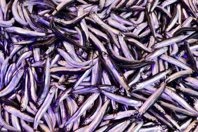 Amasra'daki hamsi şenliğinde yarım ton hamsi dağıtıldı