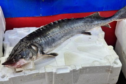 Fiyatı 2 milyon liraya kadar çıkıyor! İşte dinozorlar döneminde günümüze gelen o balık…