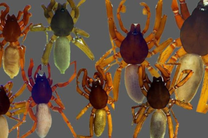 Türkiye'de 8 yeni örümcek türü keşfedildi