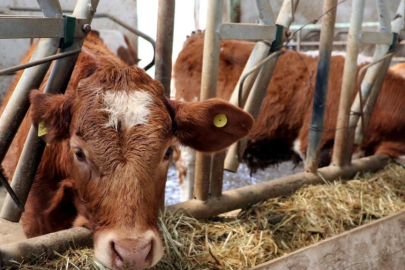 Bu yıl için uygulanacak hayvancılık destekleri artırıldı