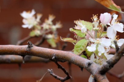Kasımın son günlerinde elma ağacı çiçek açtı