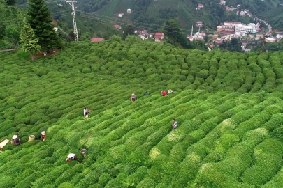 Çay üreticilerine 303 milyon 717 bin liralık destek ödemesi 30 Kasım'da yapılacak