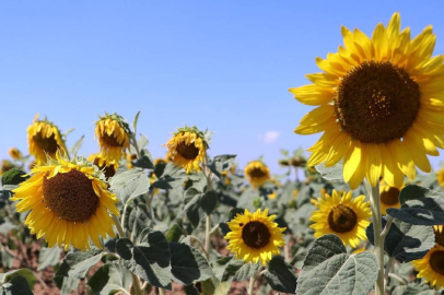 KARADENİZBİRLİK'ten üreticilere 446 milyon lira ödeme