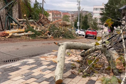 Bursa'da kuvvetli lodosun 250 yıllık çınarı devirme anı kamerada!