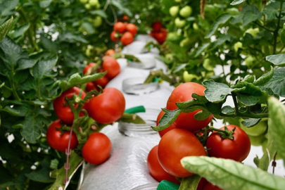 Organik tarım yapan üreticiler desteklenecek