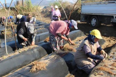 Çilek üreticisi sezondan umutlu