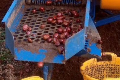 Kestanede verim az! 'Kalitesi yüksek ancak...'