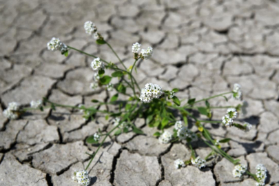 Avrupa'da derinleşen kuraklık birçok sektörü tehdit ediyor