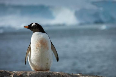 Bazı penguenler yumurtalarını beklerken 'dört saniyelik mikro uykularla dinleniyor'