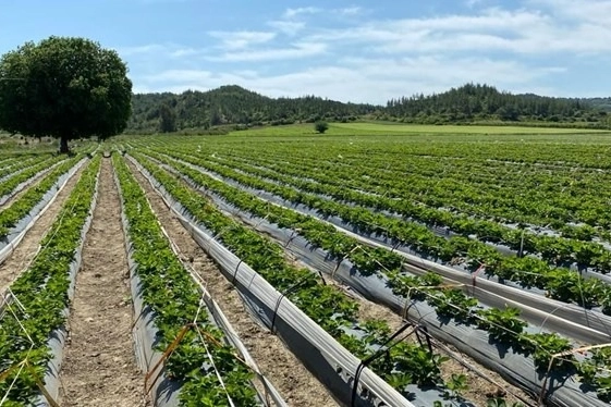 Topraktan sofraya uzanan tehlike