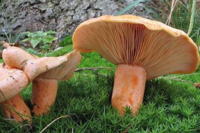 Kahve telvesi kullanılarak yerli mantar tohumu üretildi