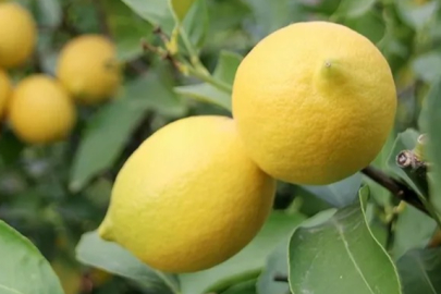 Limonun tarladan markete fiyat farkı 6.5 kat