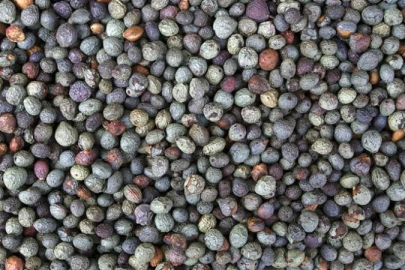 Menengiç nedir? Faydaları nelerdir?