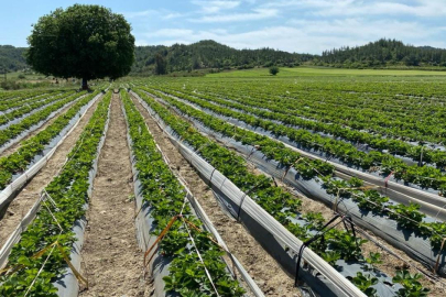Tarım arazilerinde 'mikroplastik' tehlikesi: 1 kilogram topraktan 300 parça çıktı