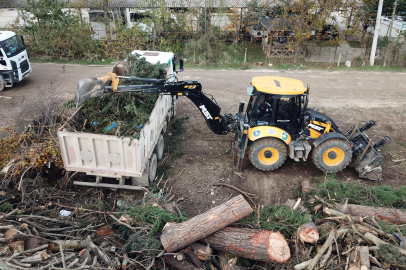 Bursa'da lodosta devrilen asırlık çınarlar ihtiyaç sahiplerine yakacak oldu