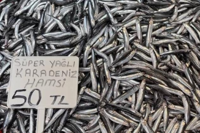 Karadeniz'de hamsi bollluğu