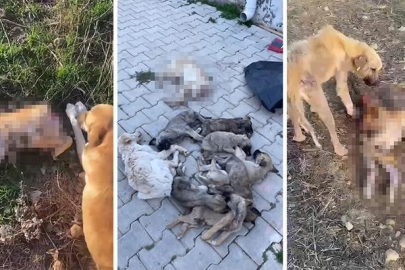 Kan donduran vahşet: Barınakta aç kalan köpekler birbirlerini yedi