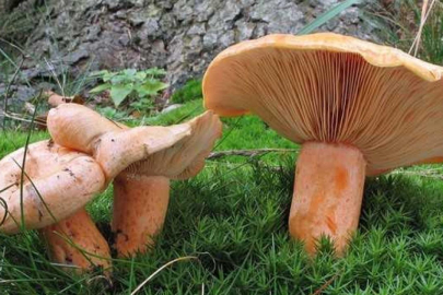 Yediği mantardan zehirlendiği iddia edilen kadın hayatını kaybetti