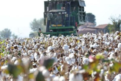 Beyaz altının hasadında geri sayım