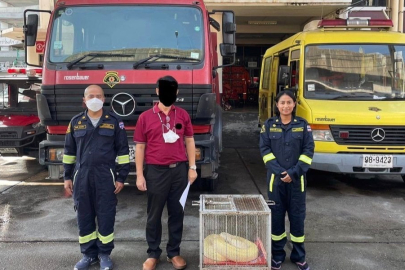 Bangkok’ta piton paniği!