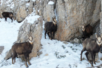 Erzincan'da çengel boynuzlu dağ keçileri görüntülendi