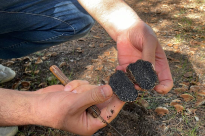 Isparta'da yeni bir mantar türü keşfedildi