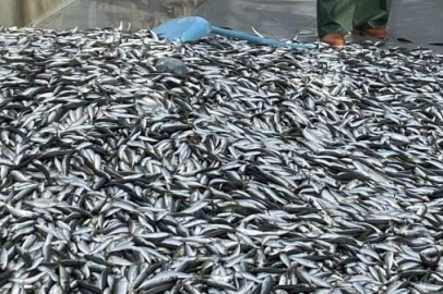 İstavrit bolluğu başladı