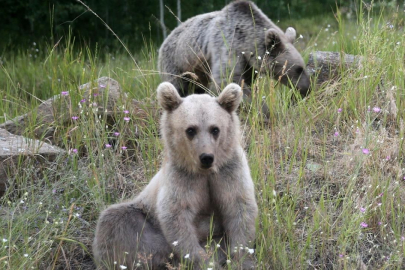 Kış uykusuna yatmayan ayılar kovanlara dadandı