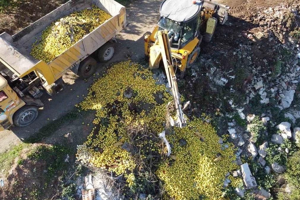 Şoke eden görüntü! Tonlarca limon dere yatağına döküldü