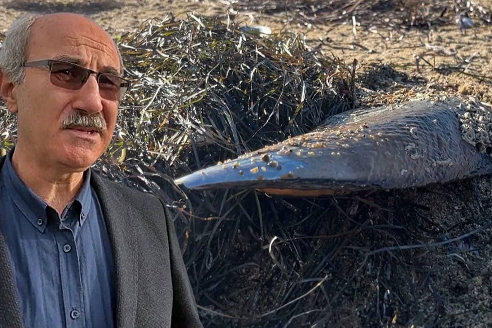 Marmara Denizi'nin son umuduydu: Cesetleri karaya vurdu!