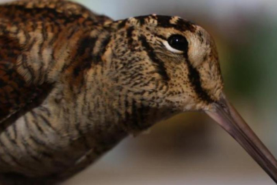 Adana'da 'Sibirya suçulluğu' yaralı halde bulundu