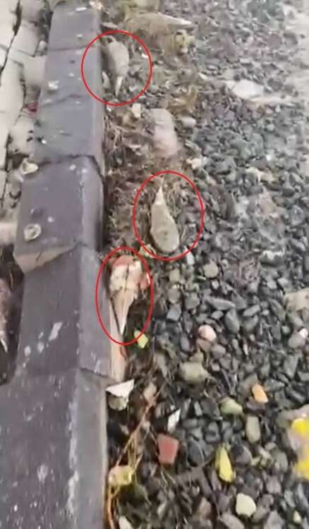 "İNSANLARIN AYAĞINA YOSUN DEĞMESİN DİYE BUNLARI SÖKÜYORLAR"