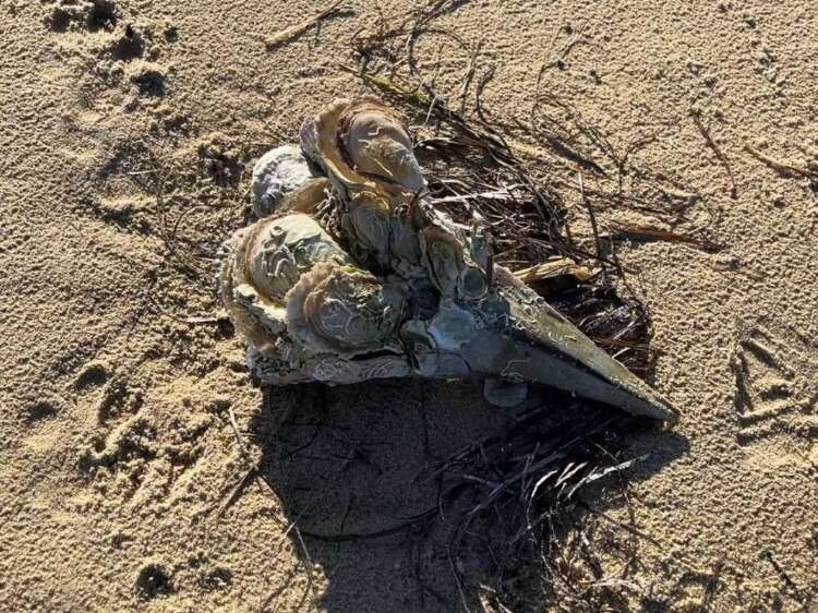 "FIRTINA, DENİZ İÇİN NİMET DEMEK"