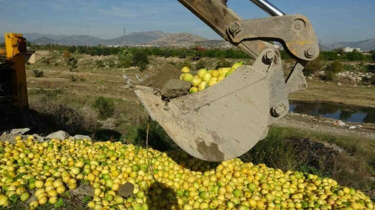 TONLARCA LİMON İMHA EDİLECEK