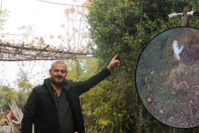 50 tavuğu ortadan kayboldu! Şoke eden gerçeği kamerada fark etti