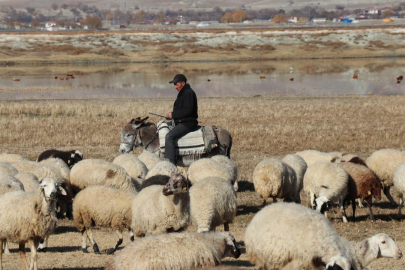 8 yılda 400 milyon liralık çoban desteği verildi