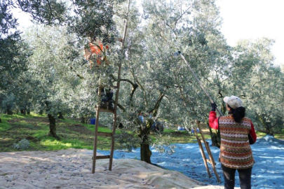 Bursa'da Marmarabirlik’ten ortaklarına 332 milyon liralık ödeme