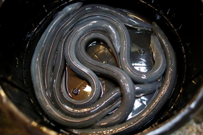 Elektrikli yılan balıkları, verdikleri akımla canlılarda gen aktarımına sebep olabilir