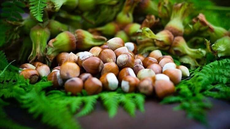 8- Giresun tombul fındığı