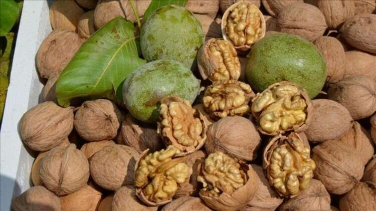 11- Çağlayancerit cevizi