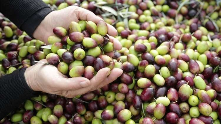 14- Milas yağlı zeytini