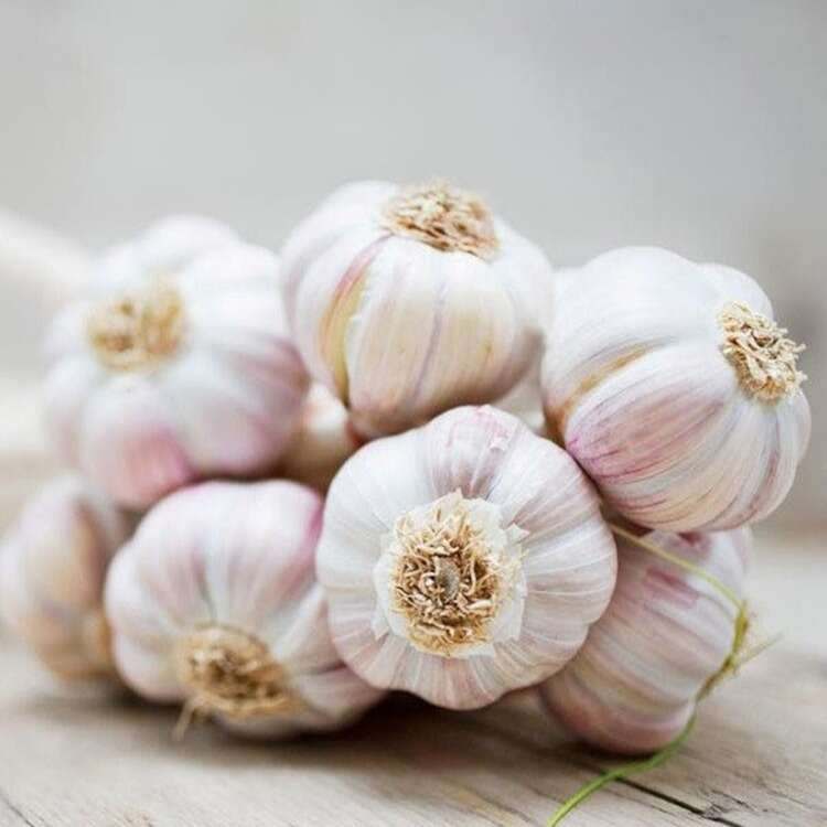 7- Taşköprü sarımsağı