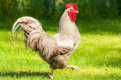 Fransa'da horozların kırsal bölgelerde 'vakitsiz' ötme hakkını koruyan yasa kabul edildi