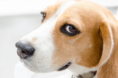 Köpek sahiplerinin dikkat: 'Balina gözleri' tehlike işareti olabilir