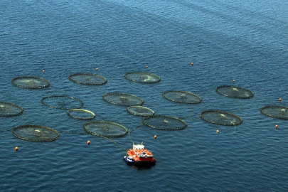 Türkiye su ürünleri sektöründe Avrupa'da birinci sıraya yükseldi