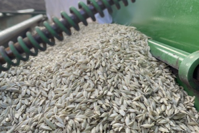 12 bin yıllık siyez çiftçinin yüzünü güldürüyor