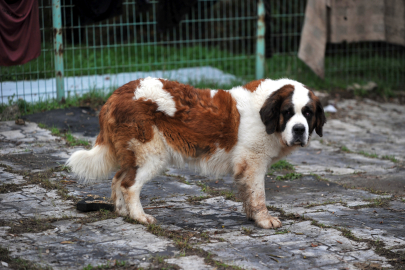 Bursa'da Beto'nun otobüste 'kaçak' yolculuğu