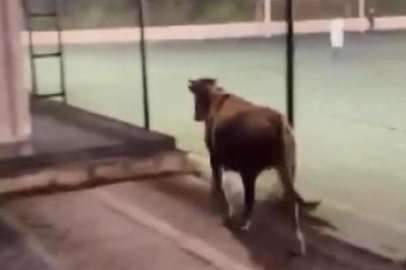 Spor tesisine giren inek futbolcuları şaşırttı