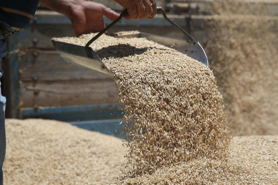 TMO'nun önceliği yine deprem bölgesindeki üreticiler olacak