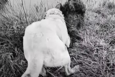 Ayı-köpek kavgası görüntüsü viral oldu! Ayıyı köpeğinden kurtaran çoban bu kez ayının hedefi oldu